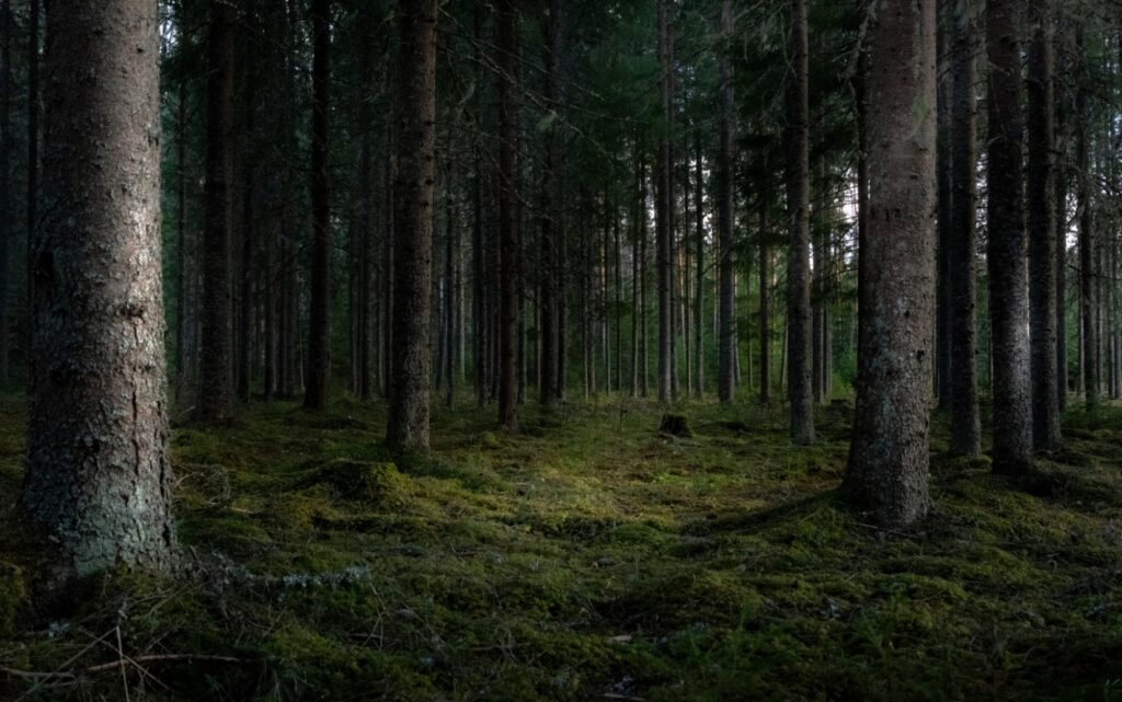 Odkryj skarb natury ukryty w lasach Lubuskiego